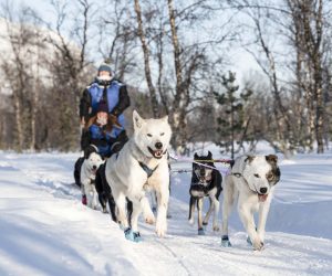 Fun-Easy-Dogsledding-_-1-1MB