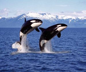 whale-watching-tromso-orca